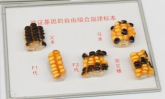 驗證基因自由組合規律玉米標本