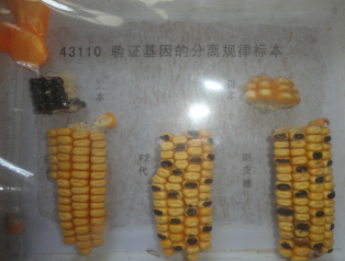 驗證基因分離規律玉米標本