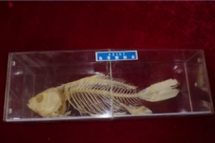魚(yú)骨骼標本