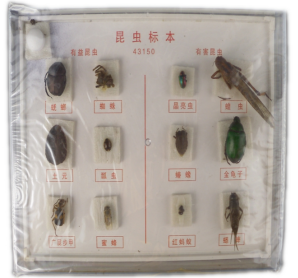 昆蟲(chóng)標本