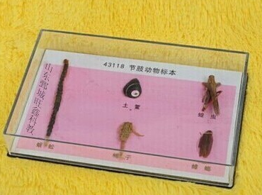 節肢動(dòng)物標本